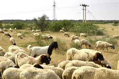 01 PKW-Reise_Jaisalmer-Kuri_DSC3341_b_H600